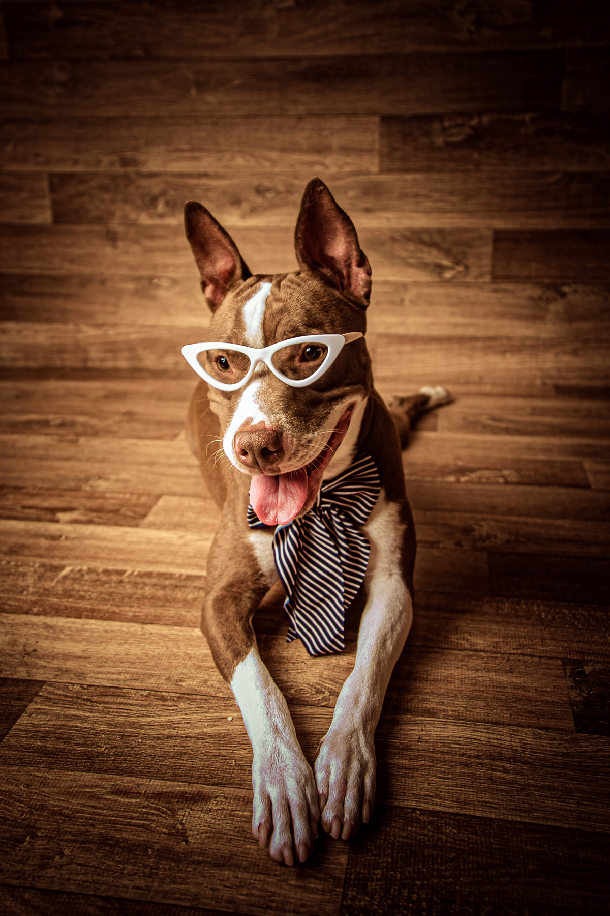 pet cachorro dog pitbull fêmea cadela ensaio fotografia au au Itaipu Niterói Rio de Janeiro Região oceânica