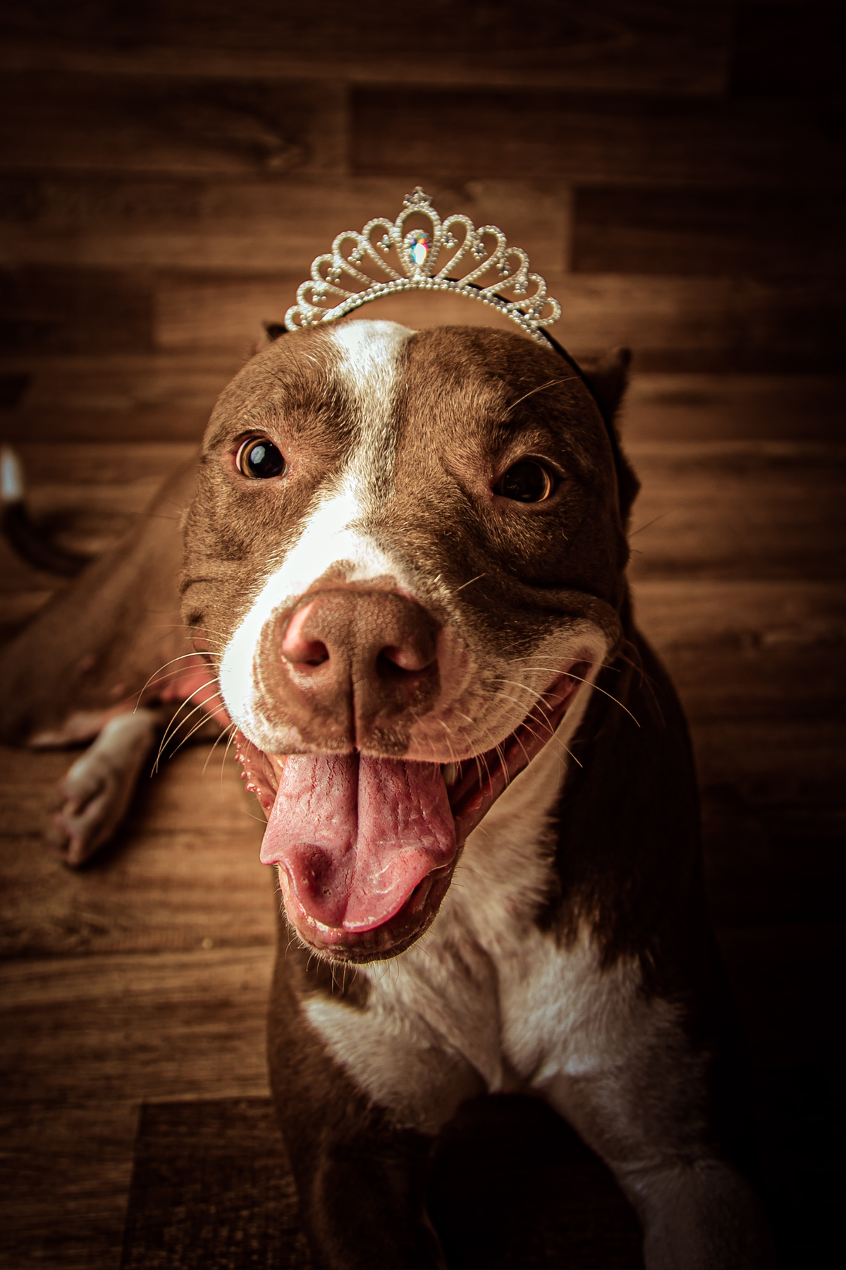 pet cachorro dog pitbull fêmea cadela ensaio fotografia au au Itaipu Niterói Rio de Janeiro Região oceânica