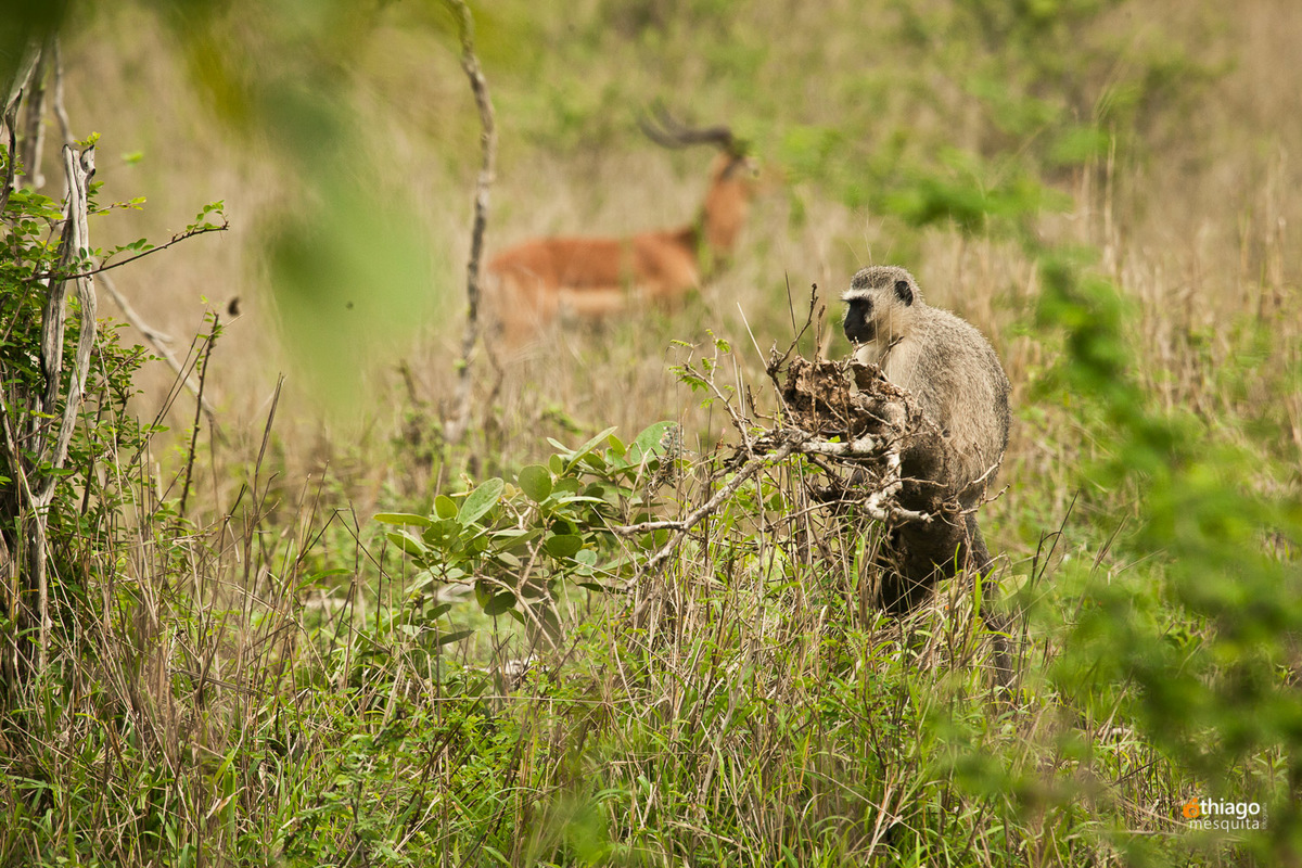 Animais da áfrica