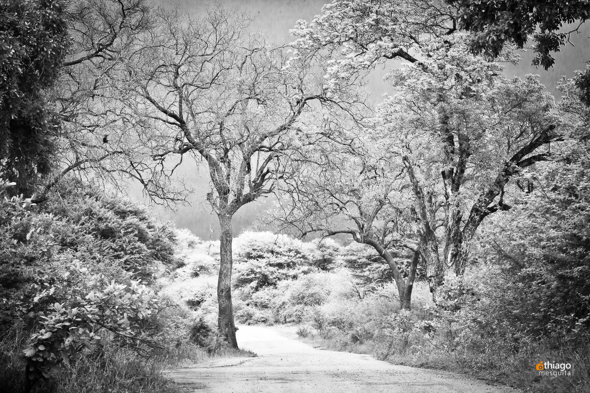 Paisagens Kruger park