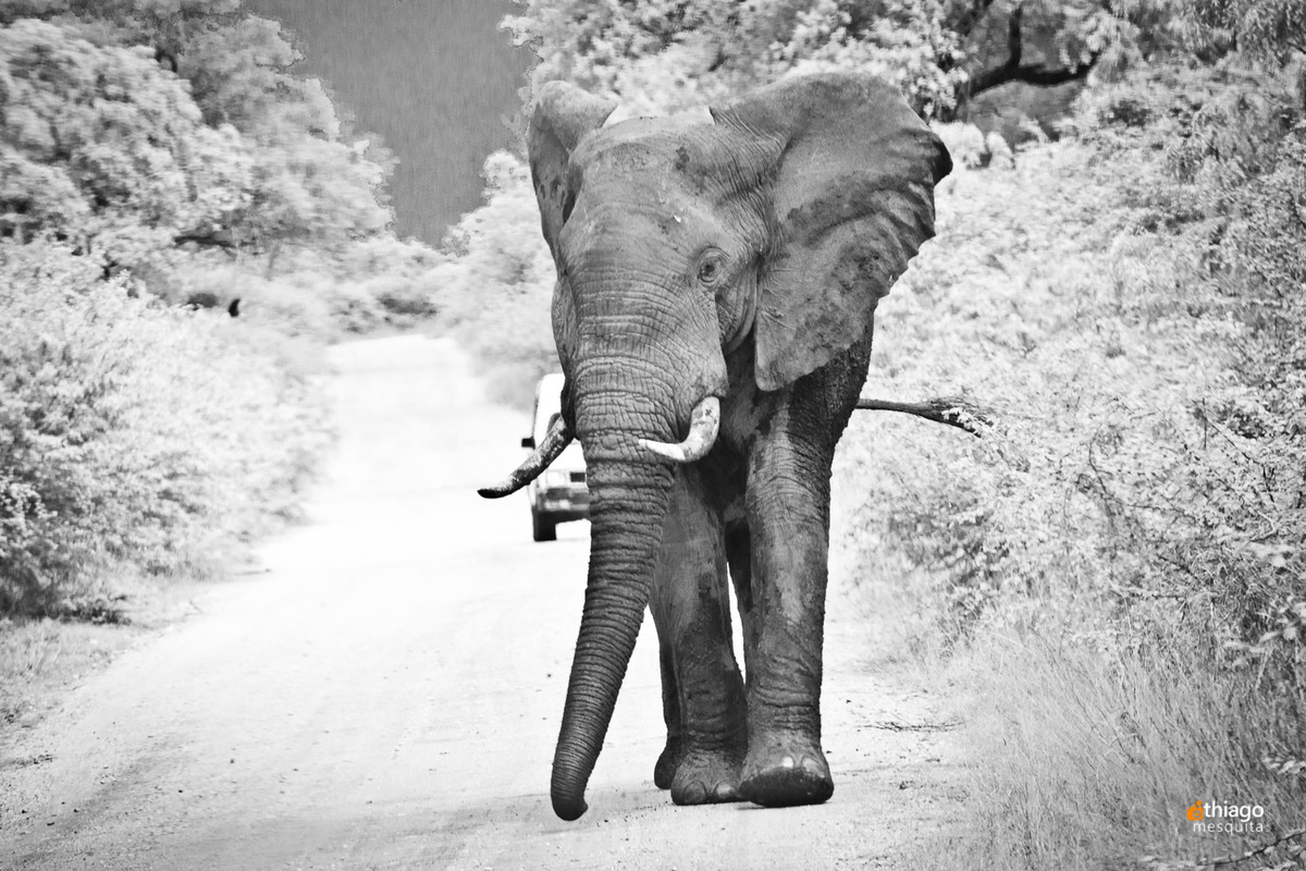 safari na Africa do Sul Kruger Park