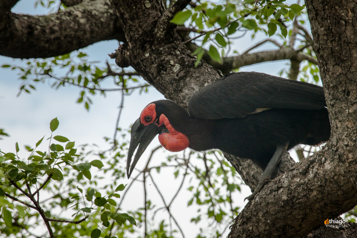 Safari South Africa Kruger Park
