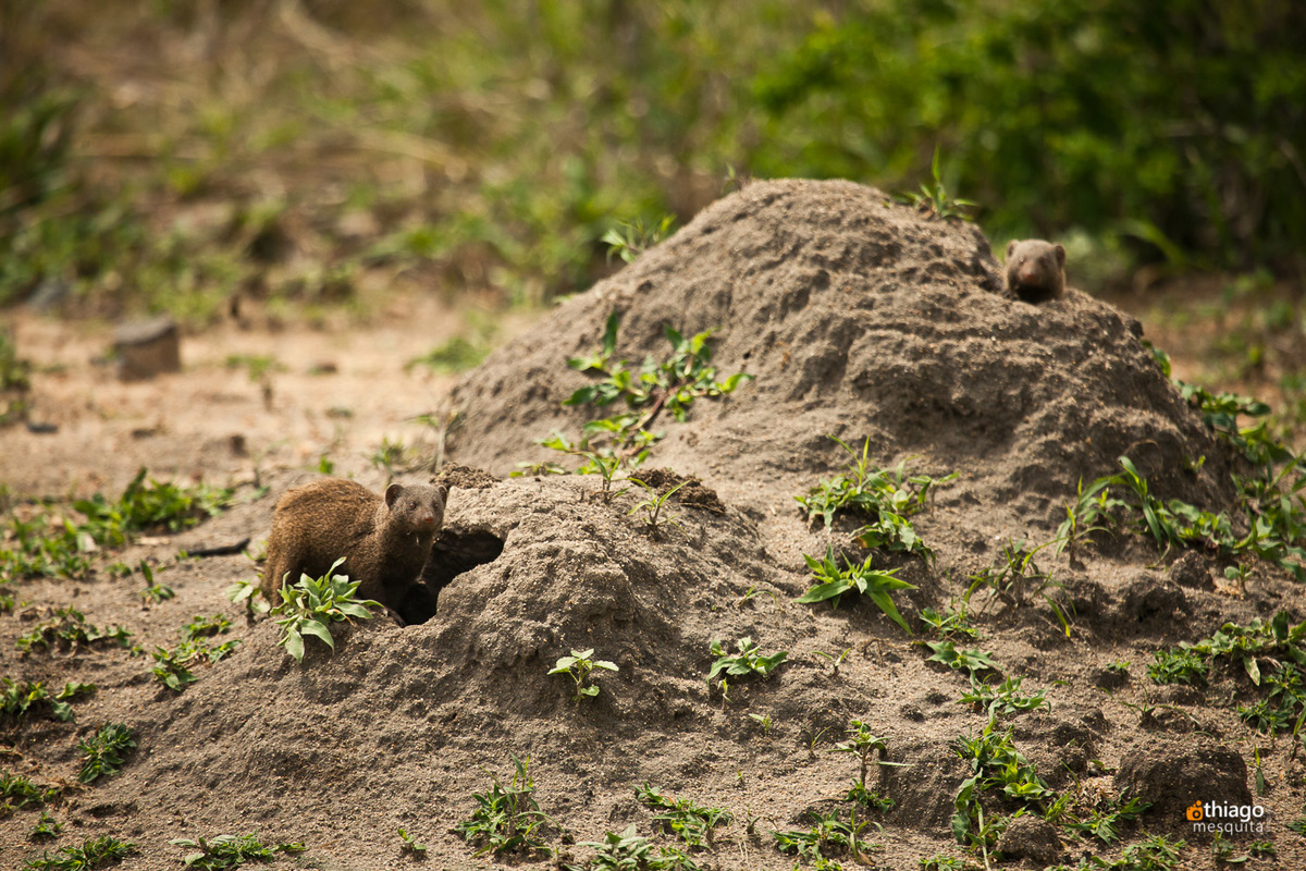 Safari South Africa Kruger Park
