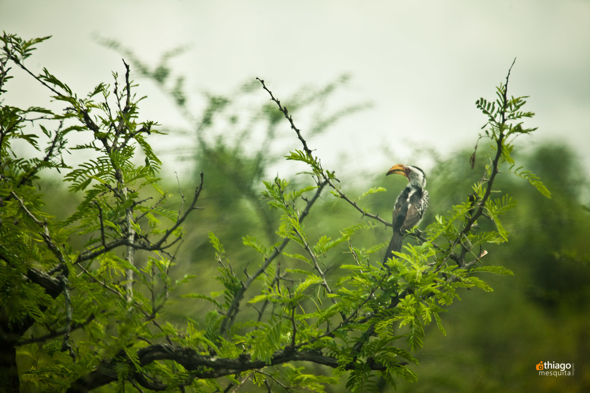 Safari South Africa Kruger Park