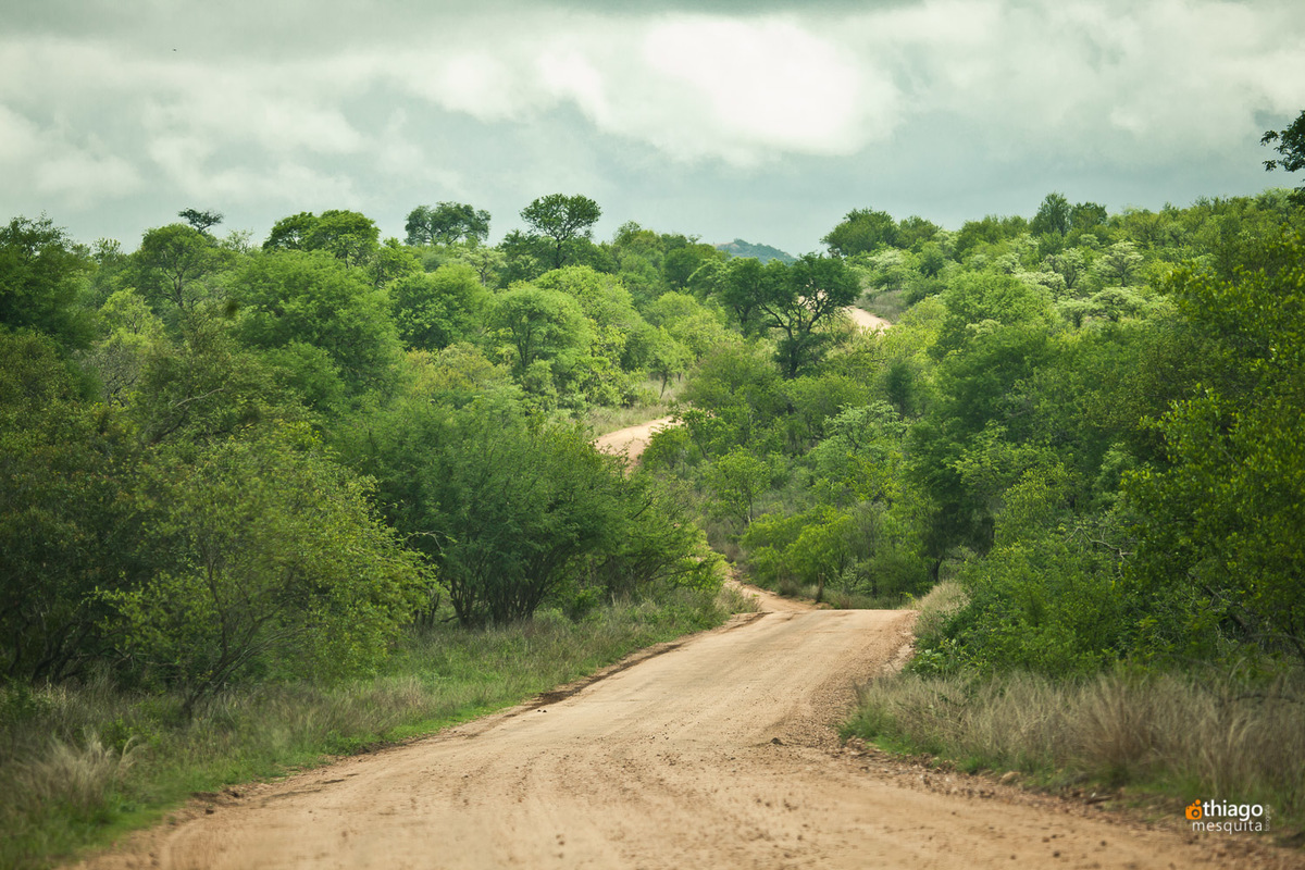Safari South Africa Kruger Park road