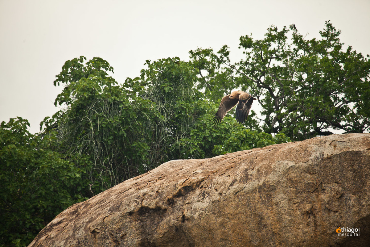 Safari South Africa Kruger Park