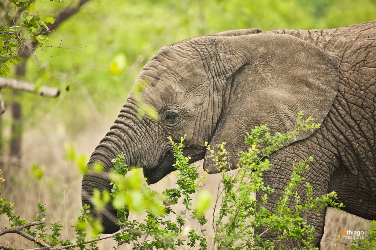 Safari South Africa Kruger Park Elefant