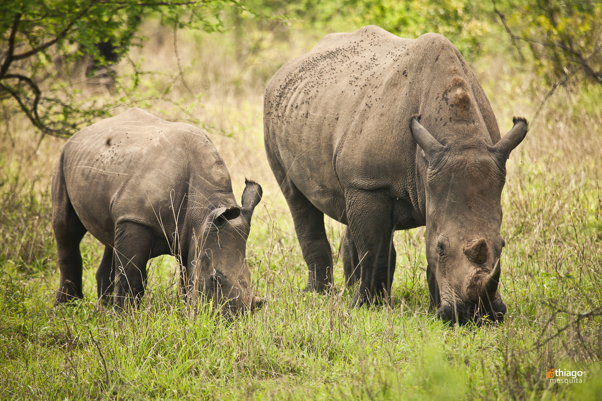 Rino Safari South Africa Kruger Park