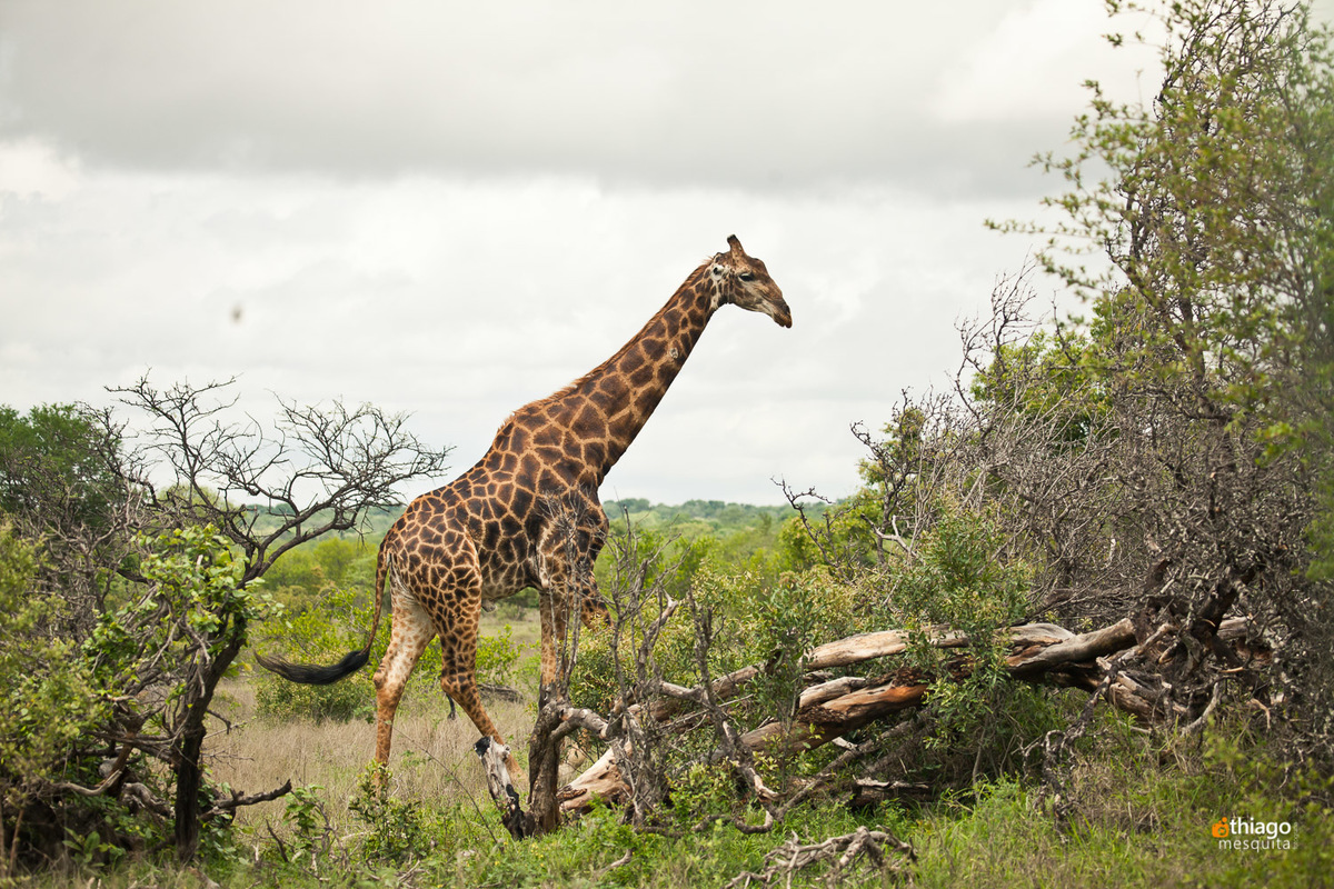 Girafa Safari South Africa Kruger Park