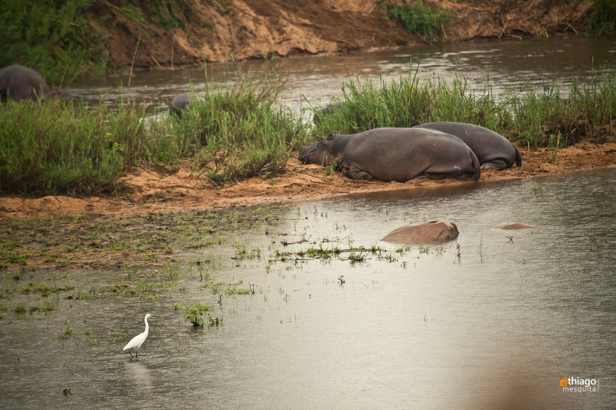 Safari South Africa Kruger Park