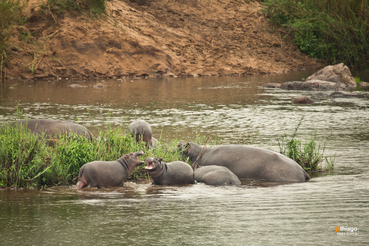 Safari South Africa Kruger Park Hippo
