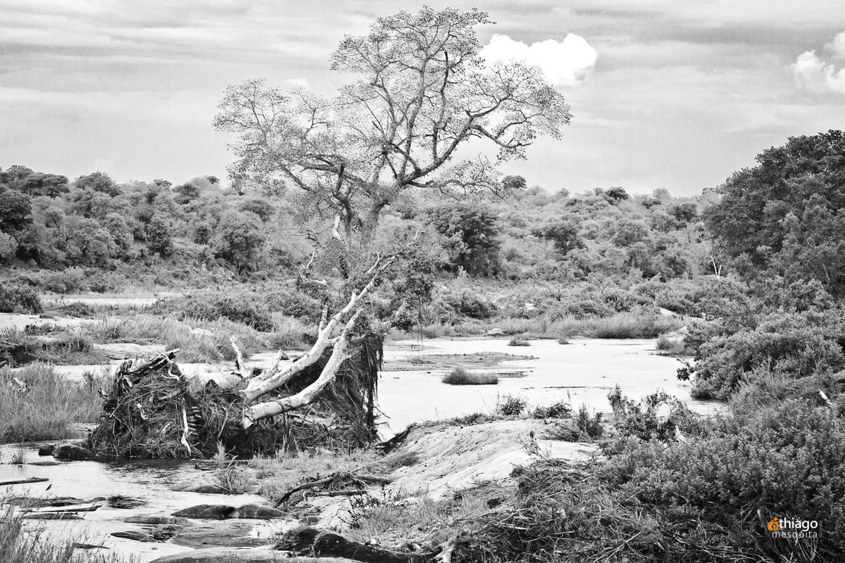 Safari South Africa Kruger Park