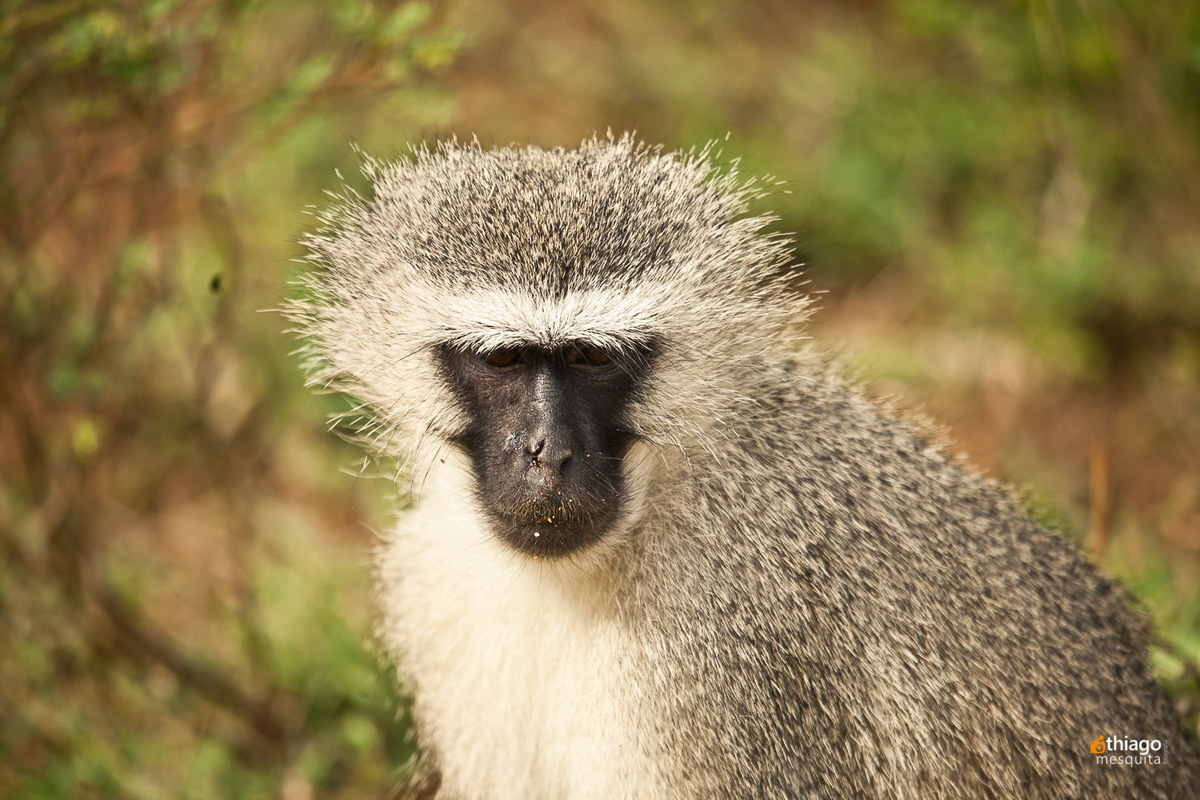 Safari South Africa Kruger Park Monkey