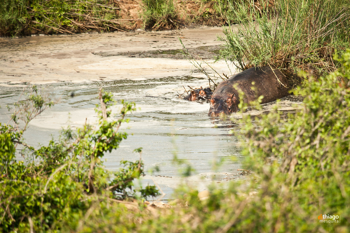 Safari South Africa Kruger Park Hippo
