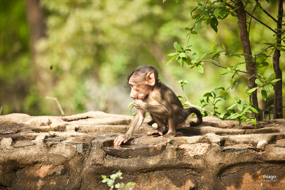 Safari South Africa Kruger Park
