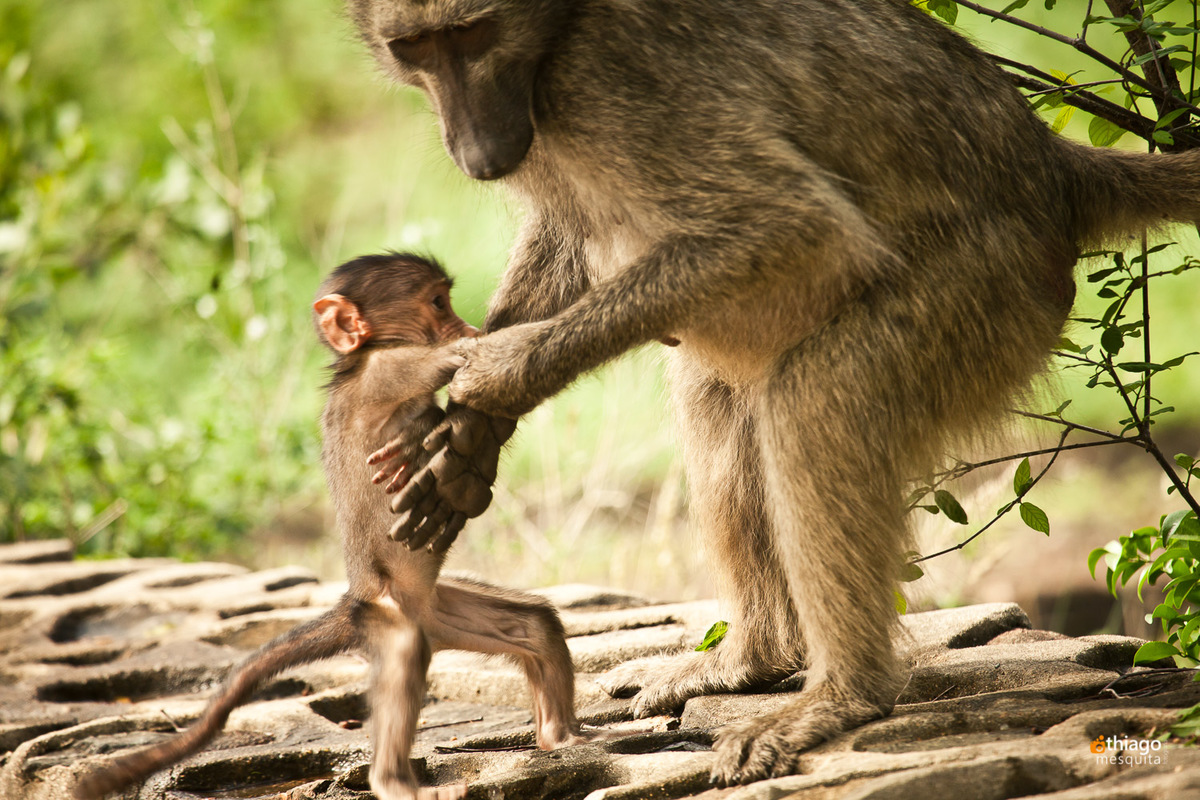 Safari South Africa Kruger Park