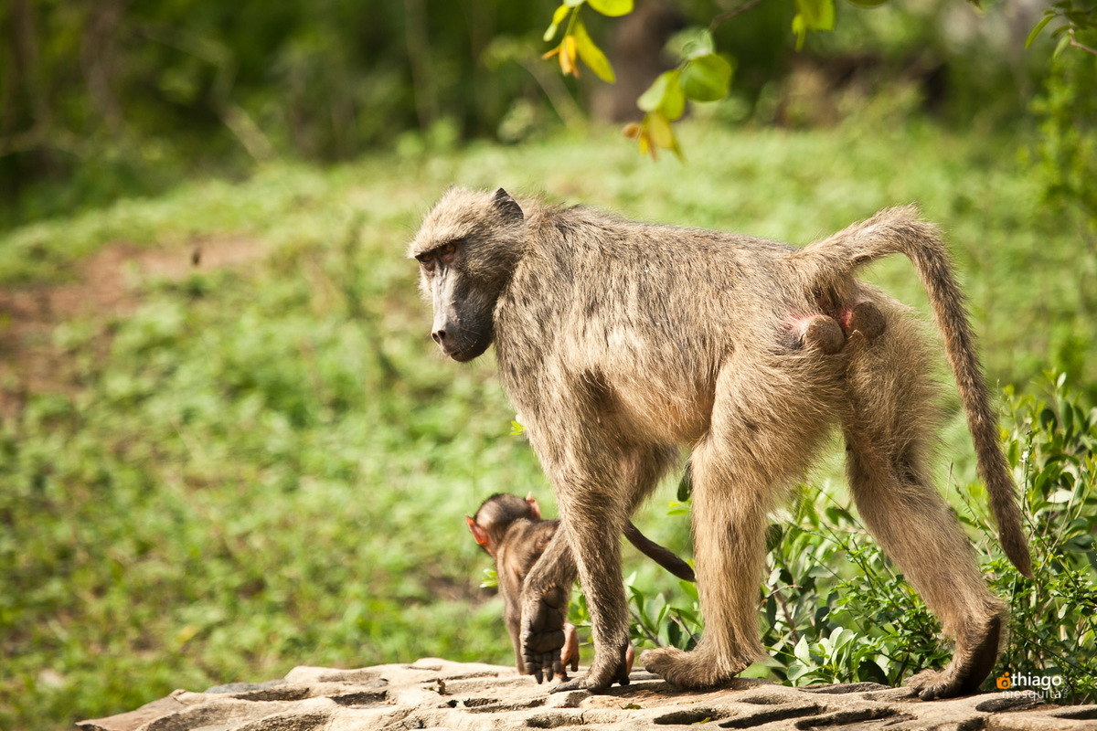 Safari South Africa Kruger Park