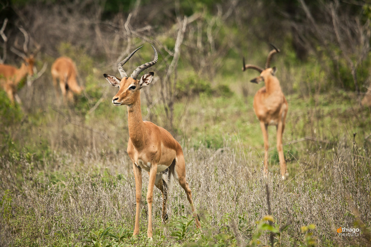 Safari South Africa Kruger Park