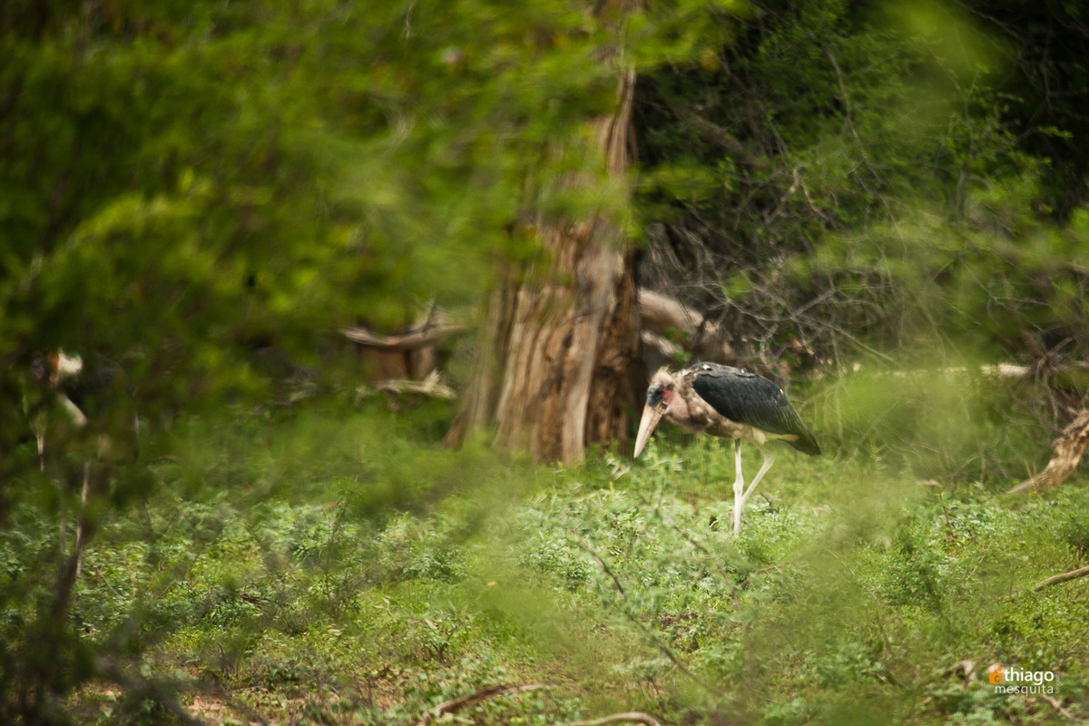 Safari South Africa Kruger Park