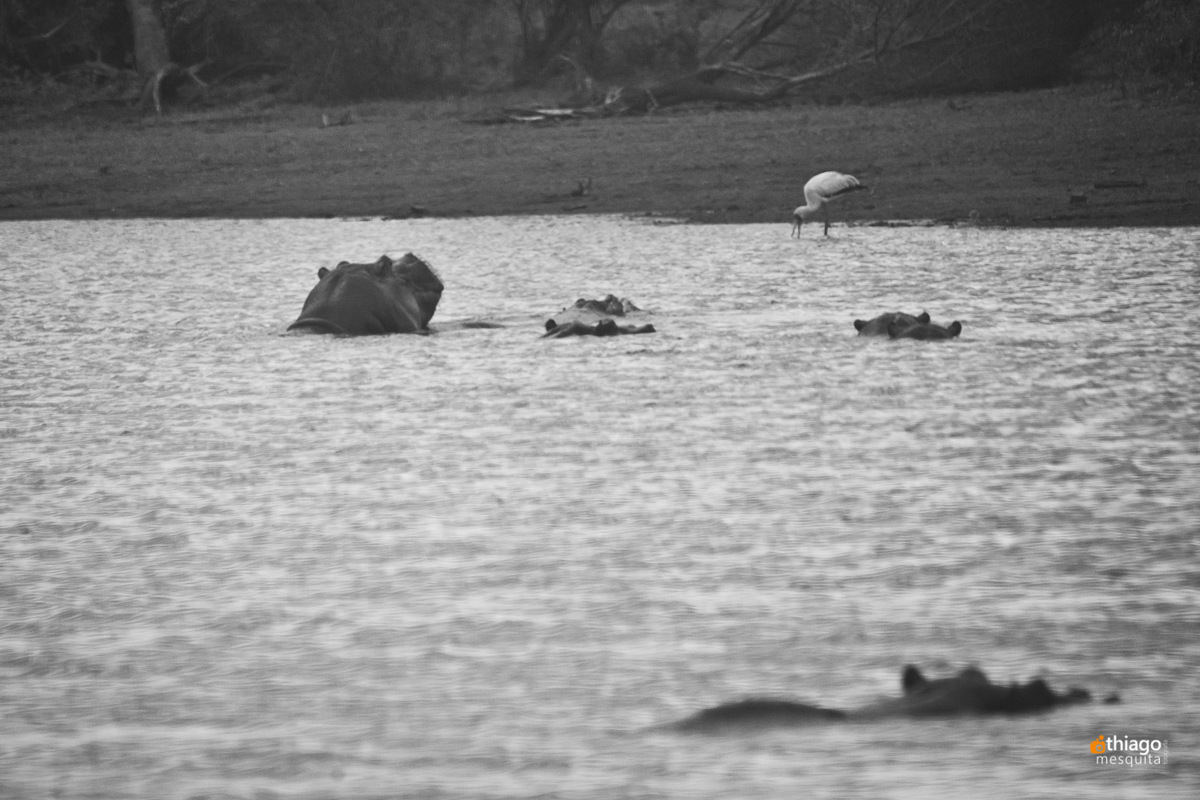 Safari South Africa Kruger Park