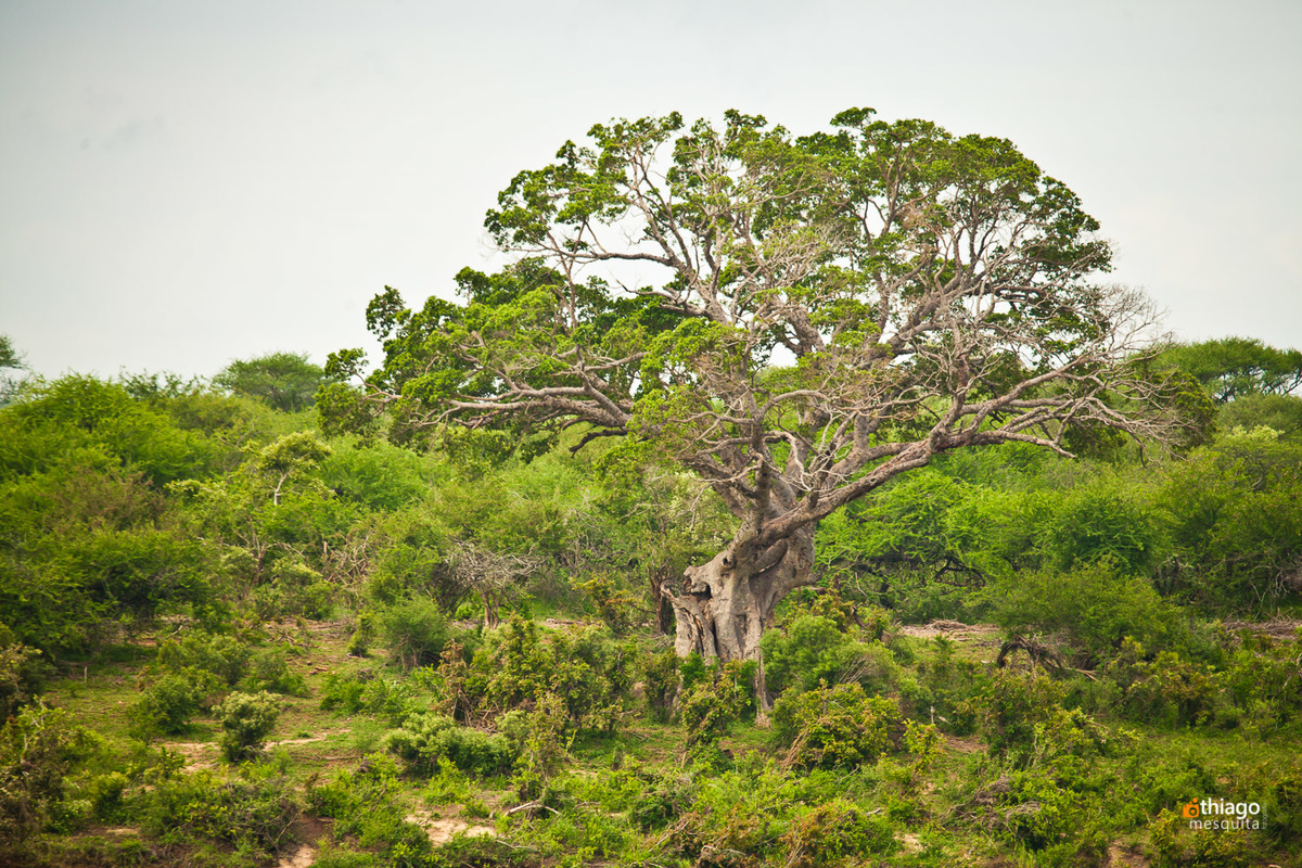Safari South Africa Kruger Park