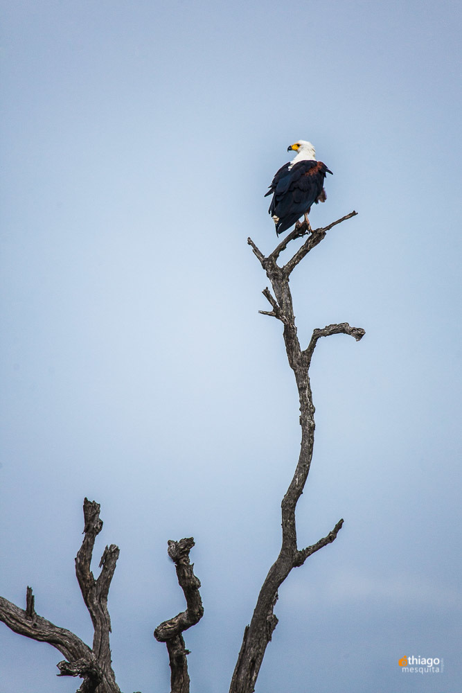 Safari South Africa Kruger Park