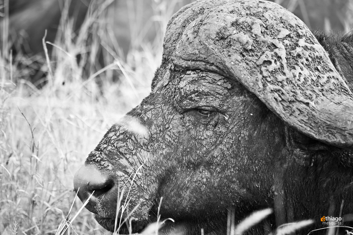 Safari South Africa Kruger Park Bull
