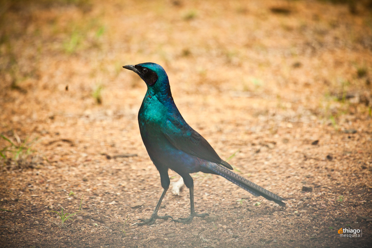 Safari South Africa Kruger Park