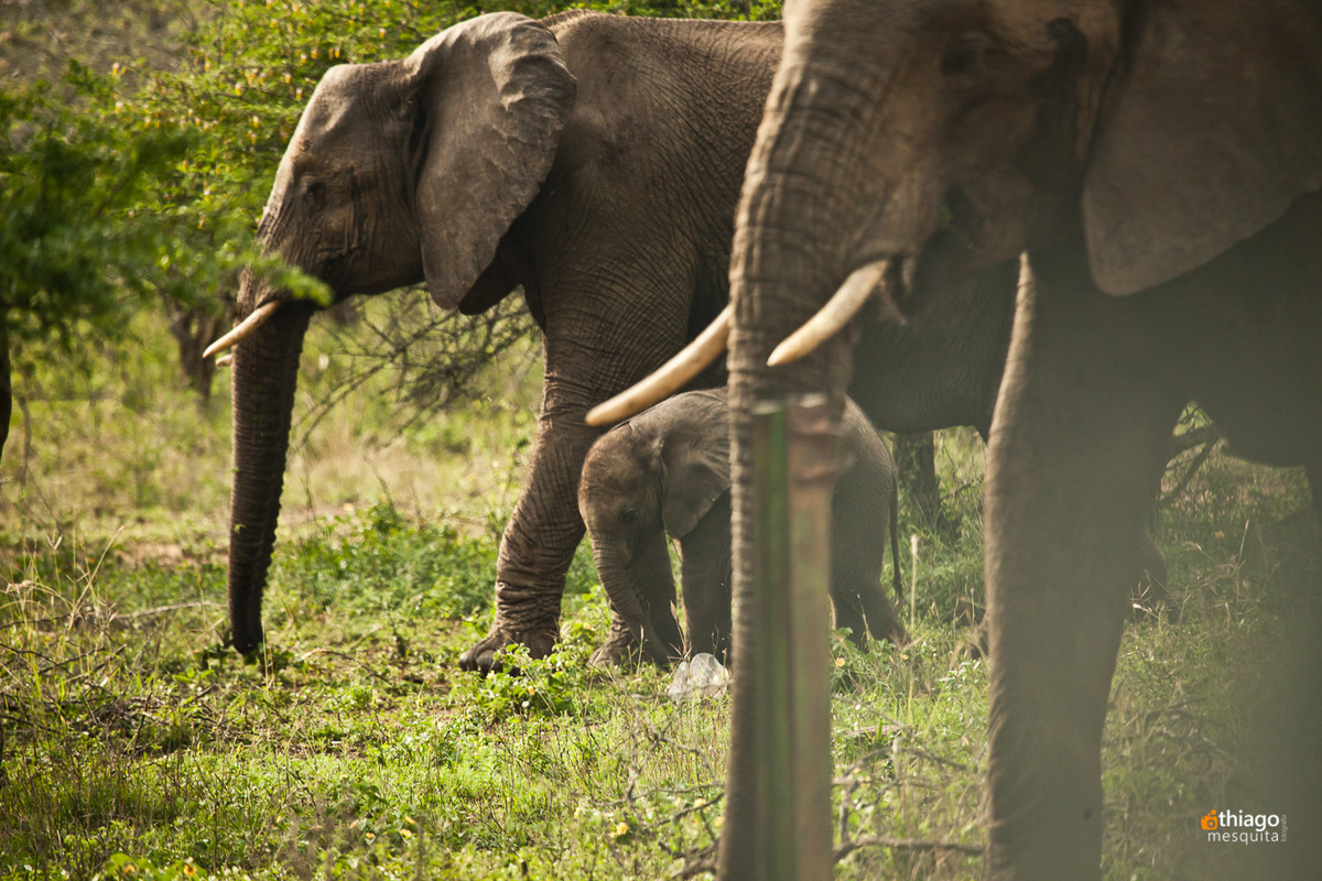 Safari South Africa Kruger Park Eleffant