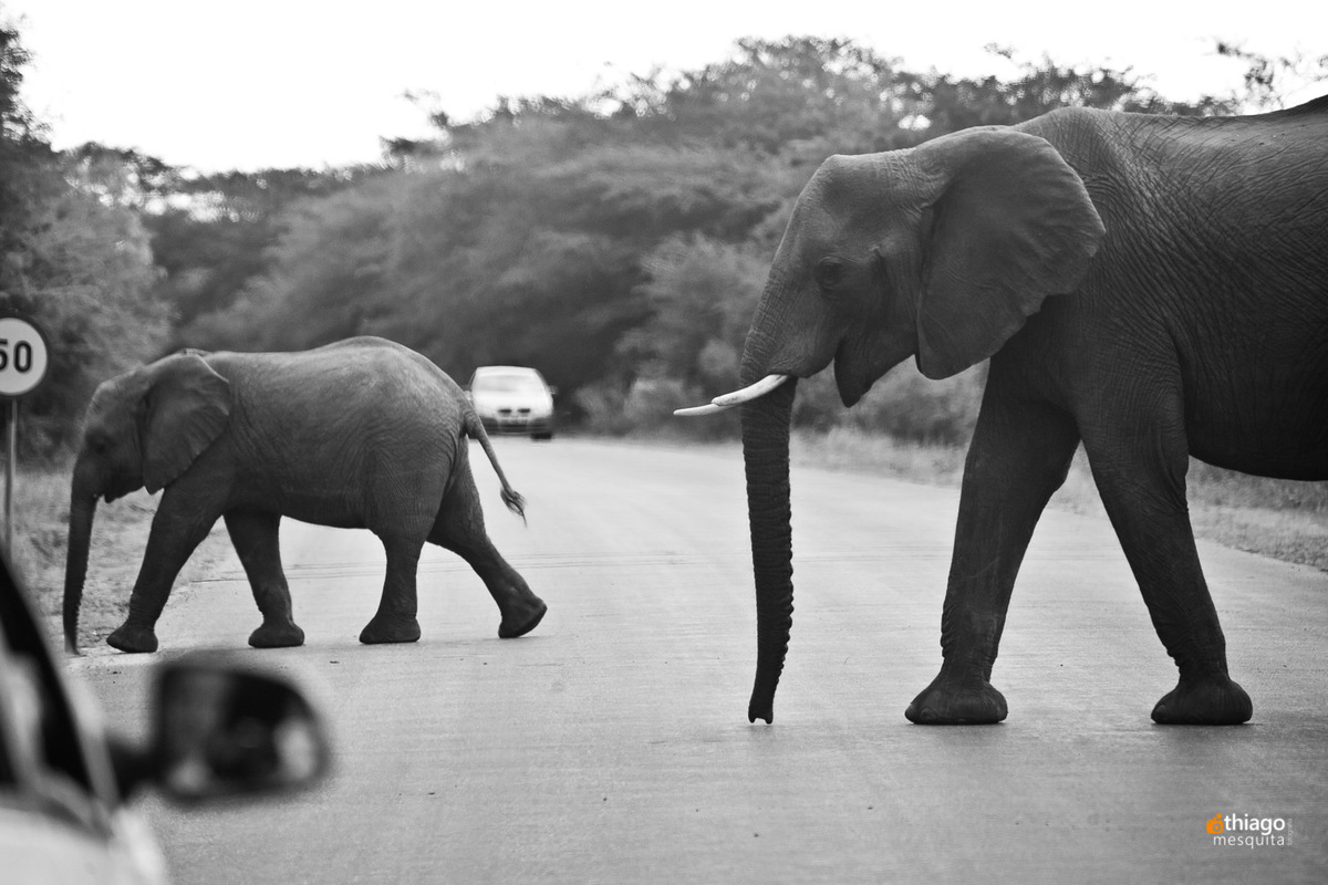 Safari South Africa Kruger Park Elefant