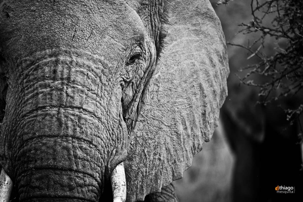 Safari South Africa Kruger Park Elefante