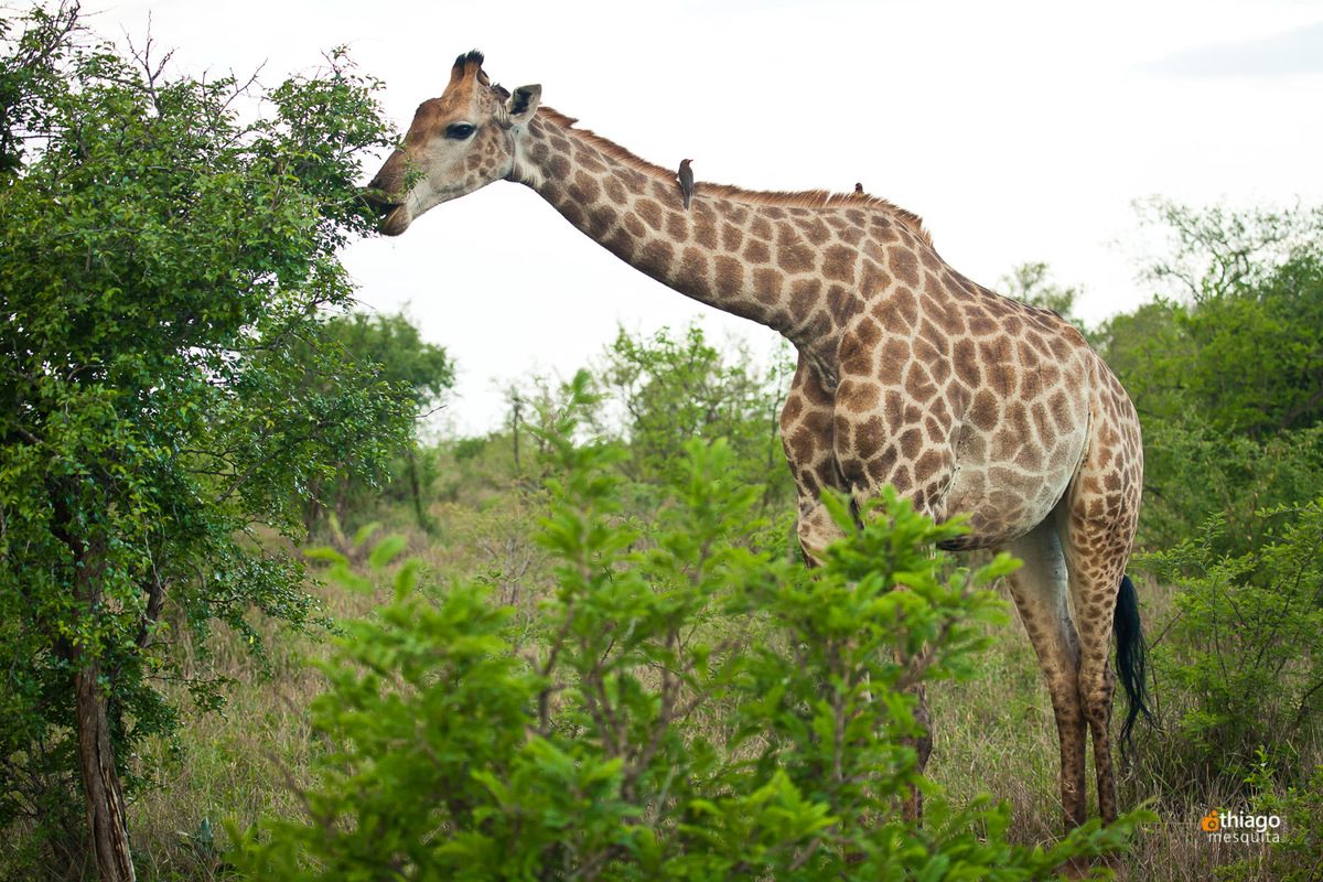 Safari South Africa Kruger Park