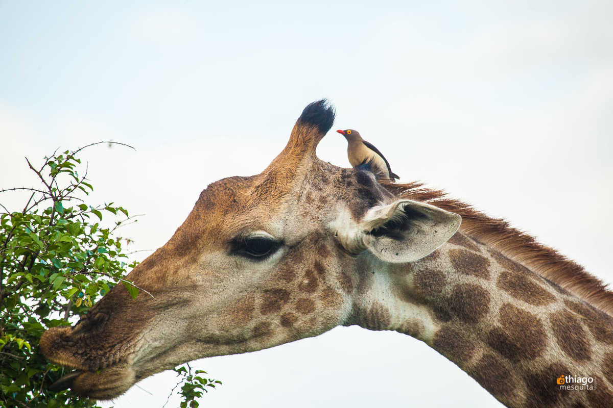 Safari South Africa Kruger Park Girafa