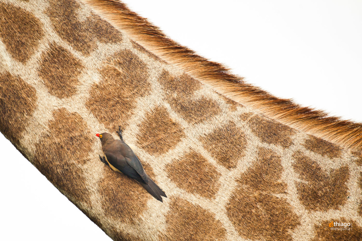 Safari South Africa Kruger Park