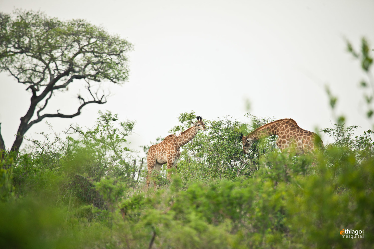 Safari South Africa Kruger Park