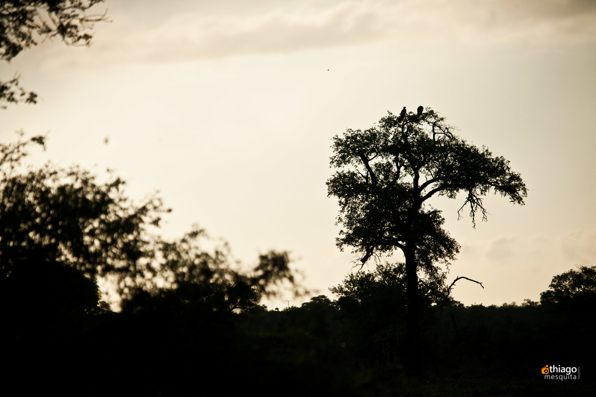 Safari South Africa Kruger Park