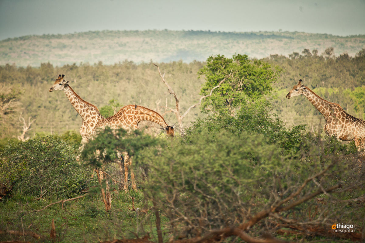 Safari South Africa Kruger Park