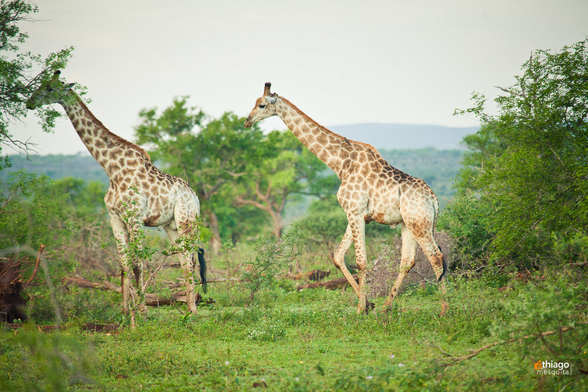 Safari South Africa Kruger Park