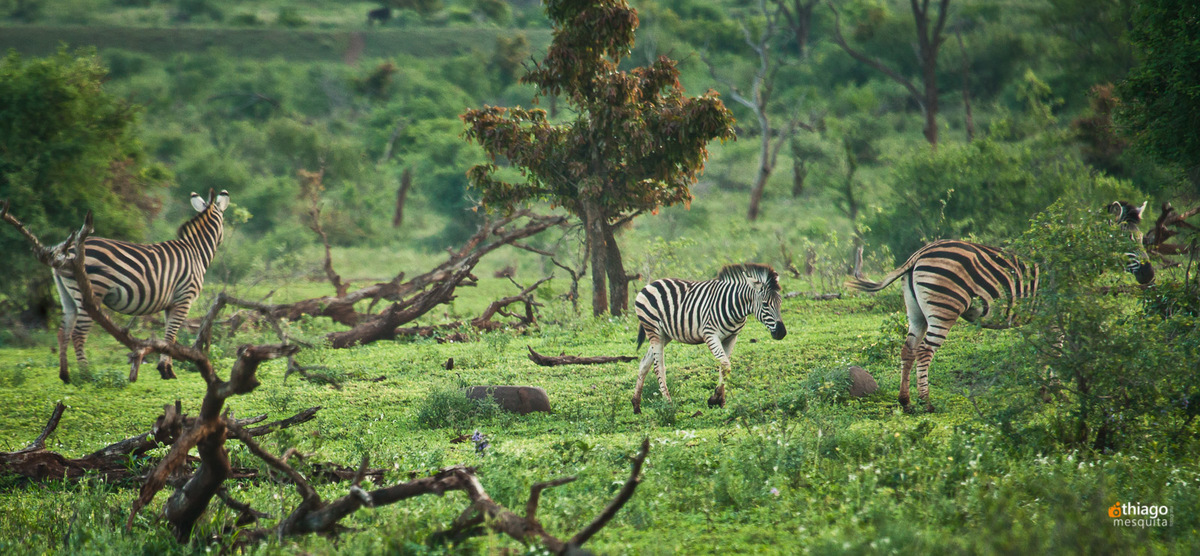 Safari South Africa Kruger Park Zebra