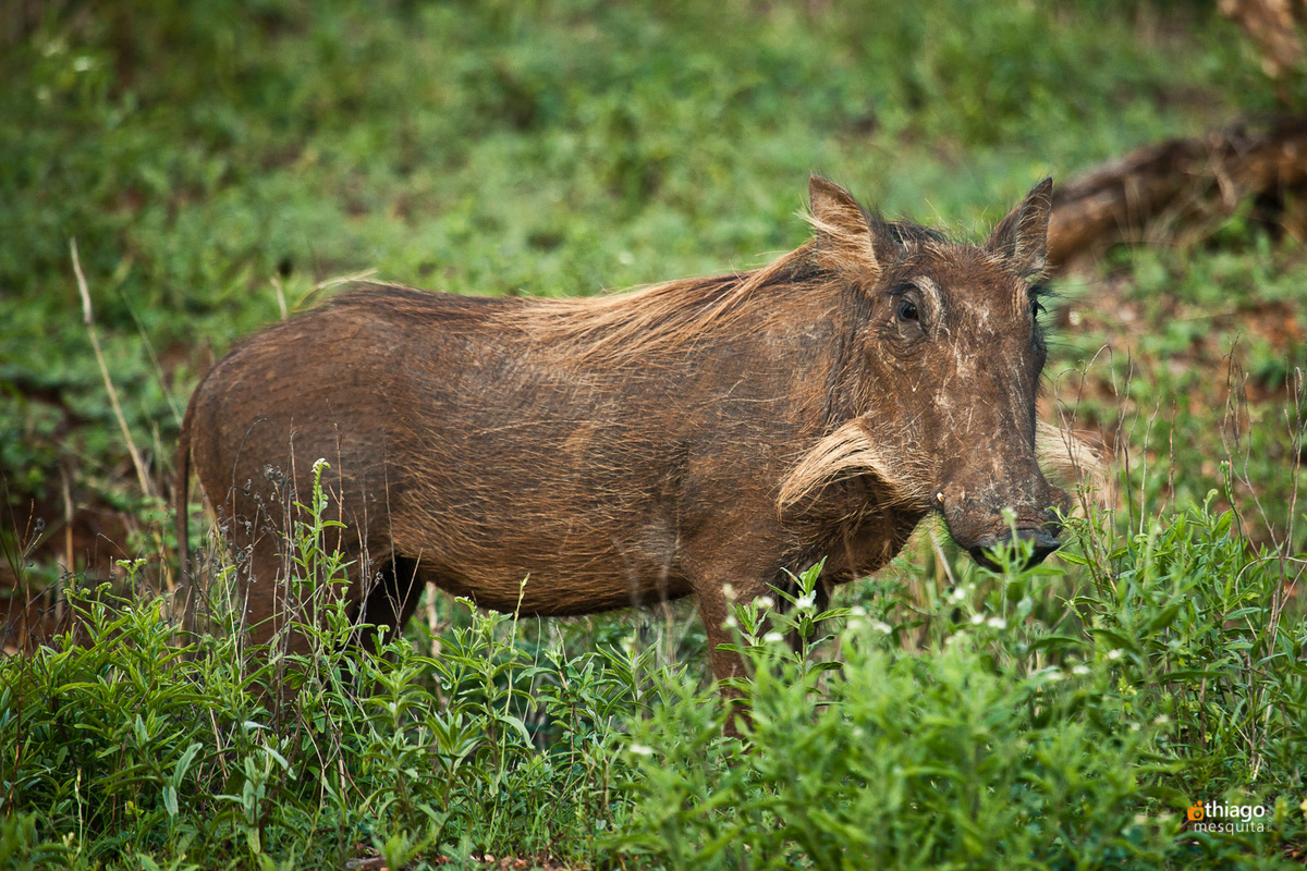 Safari South Africa Kruger Park