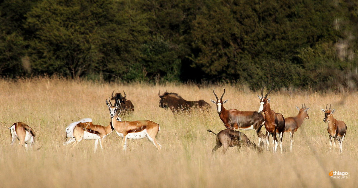Safari South Africa Kruger Park