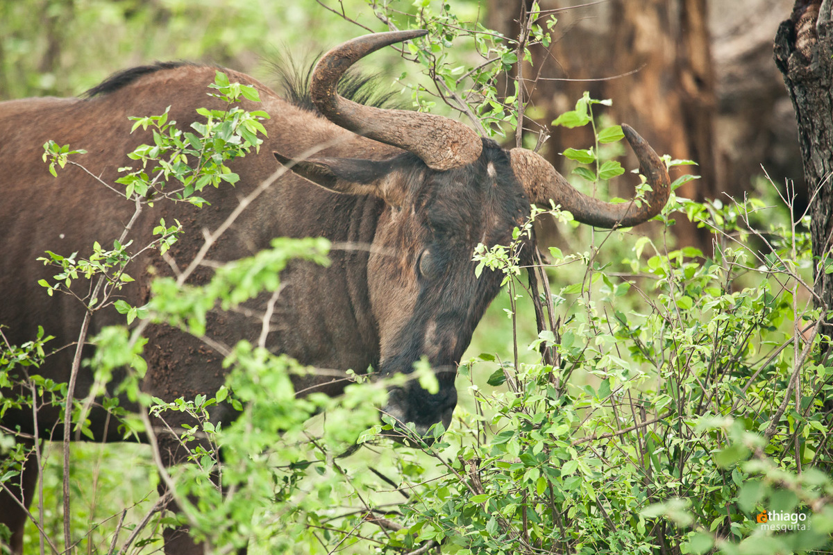 Safari South Africa Kruger Park