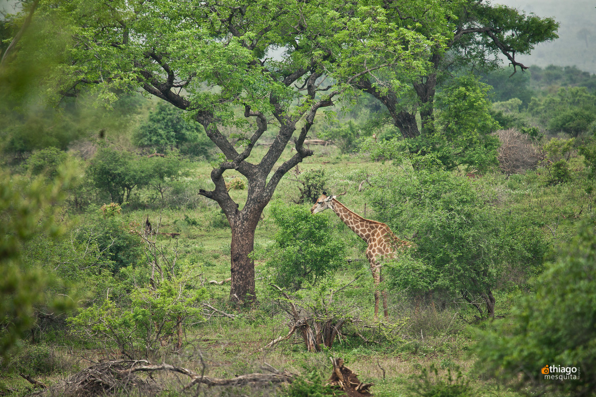 Safari South Africa Kruger Park