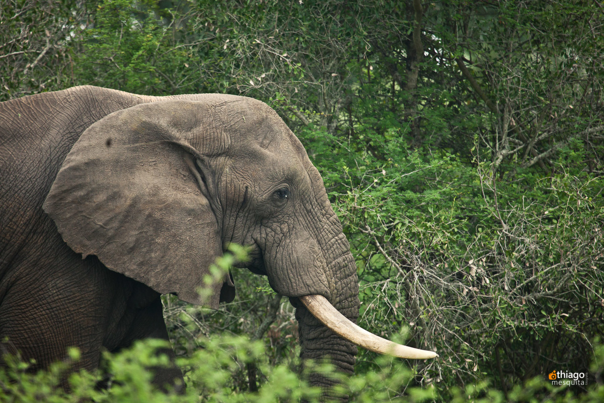 Safari South Africa Kruger Park