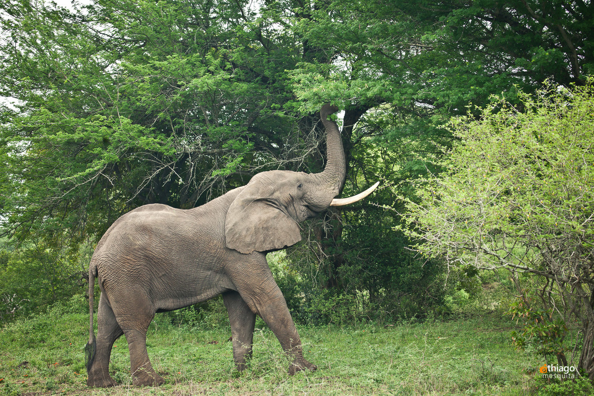 Safari South Africa Kruger Park
