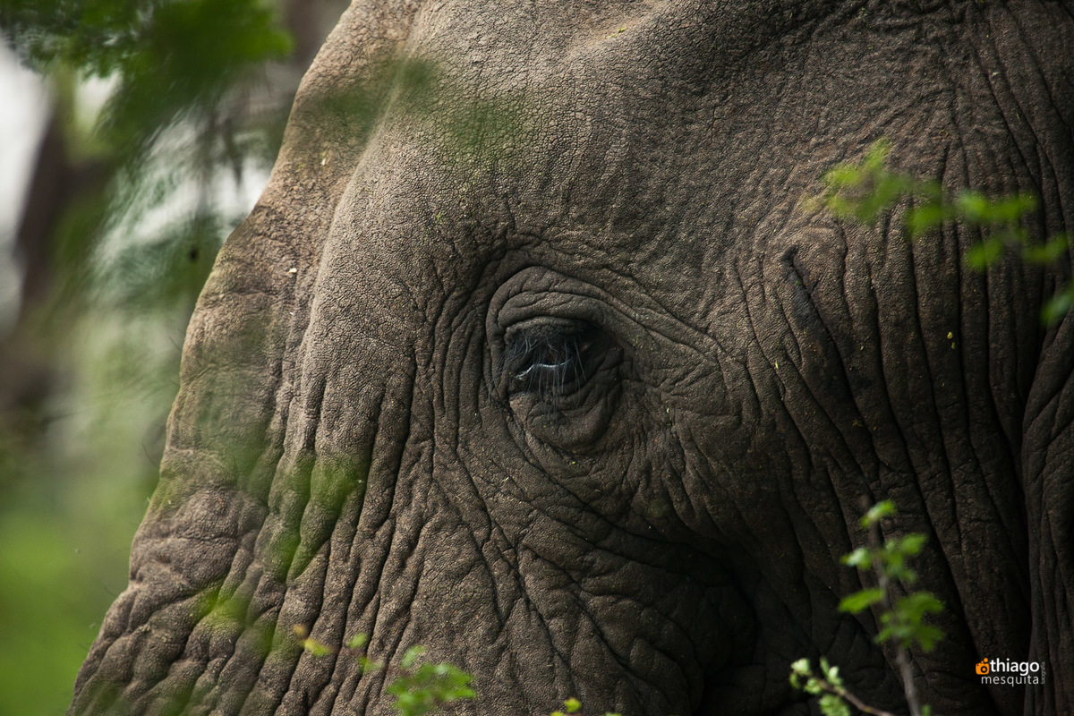 Safari South Africa Kruger Park