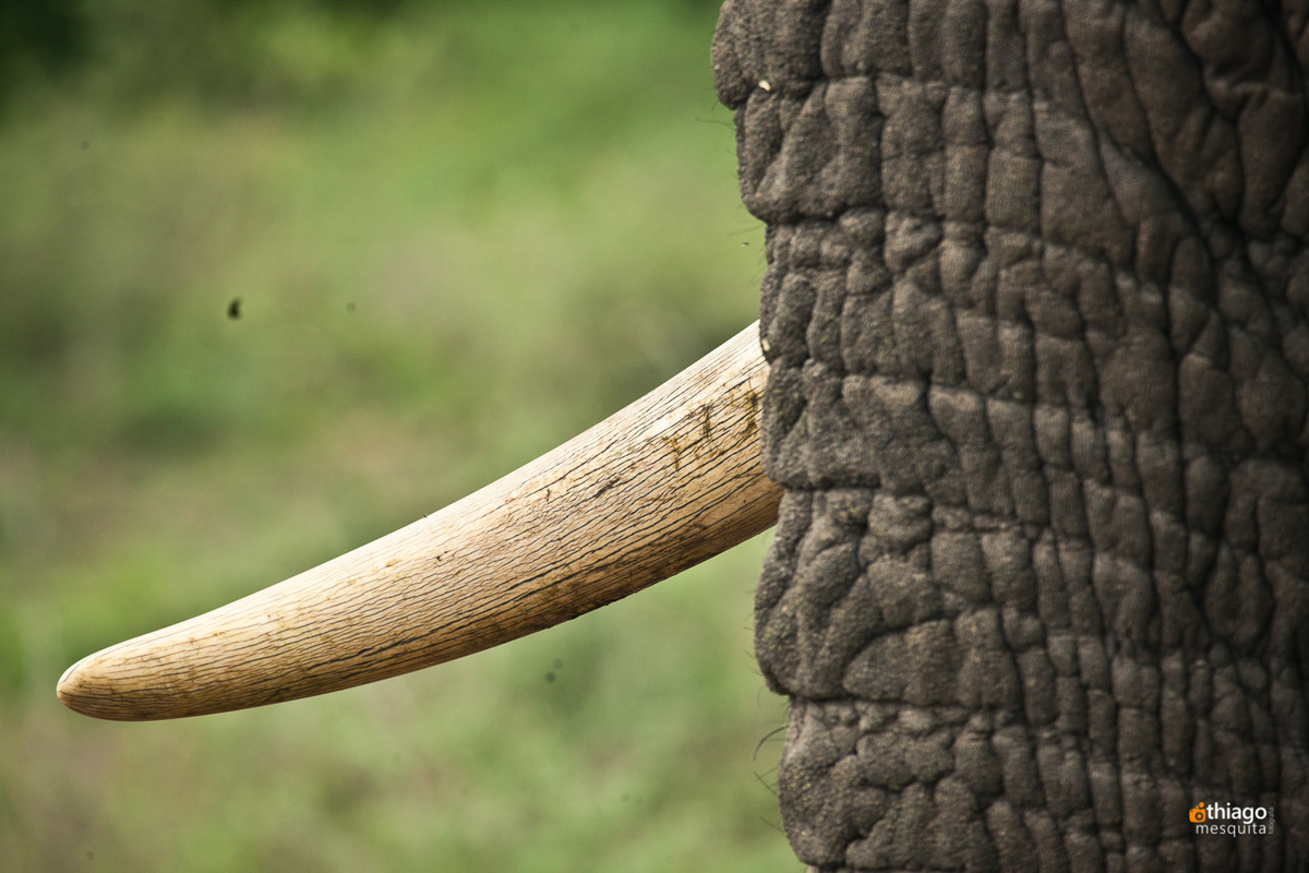 Safari South Africa Kruger Park