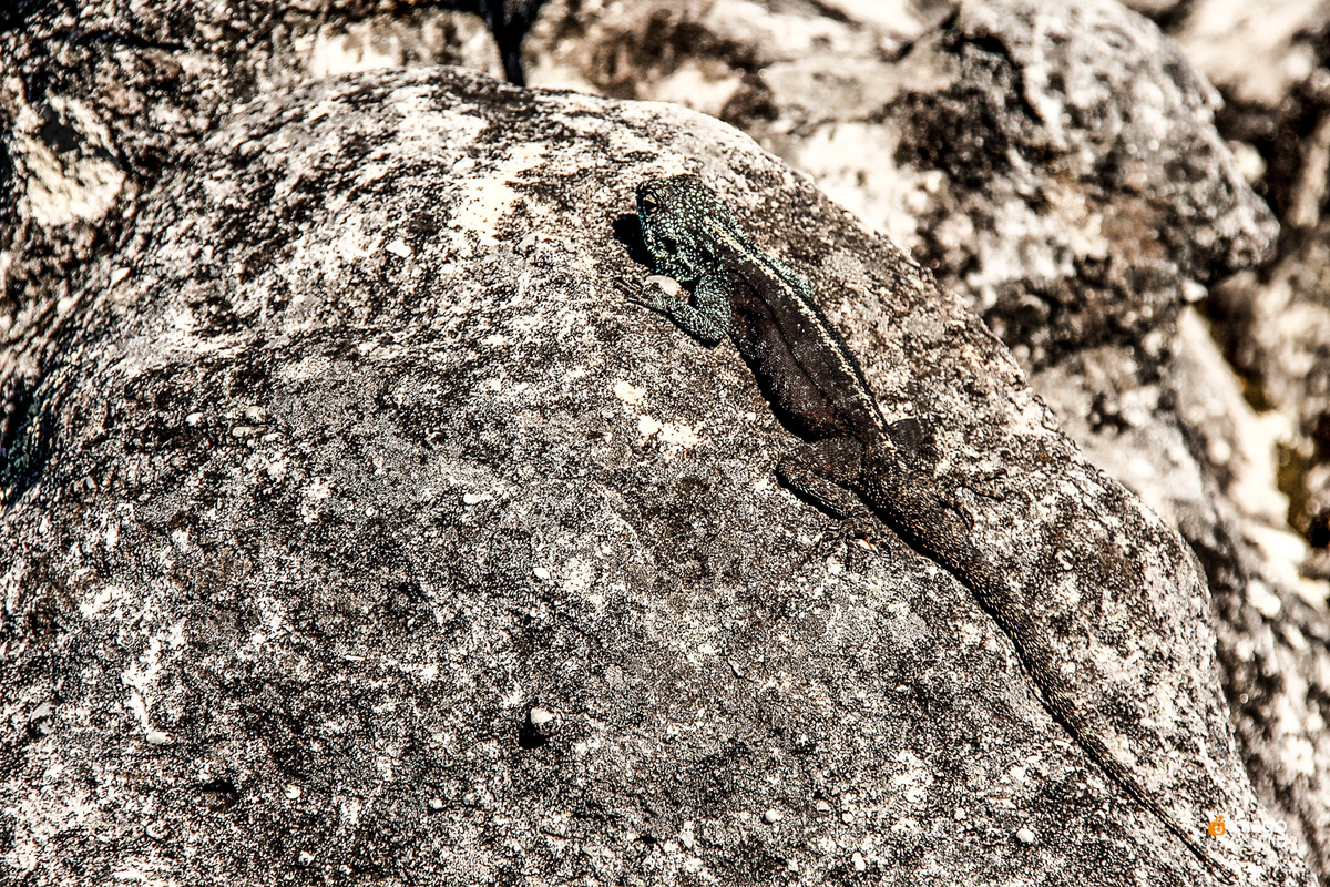 Africa do sul Table Montain