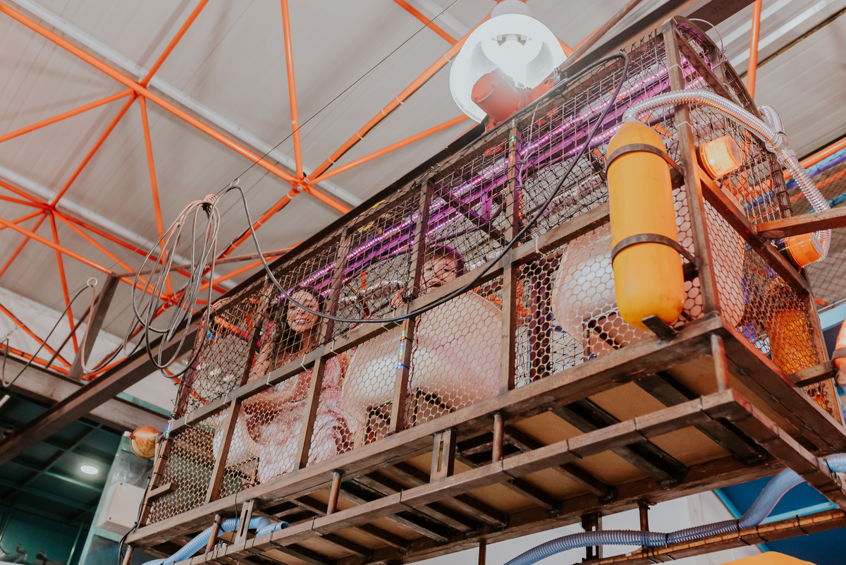 fotografia festa infantil folia encantada Rio de Janeiro barra da Tijuca fotografa de familia 3 irmaos