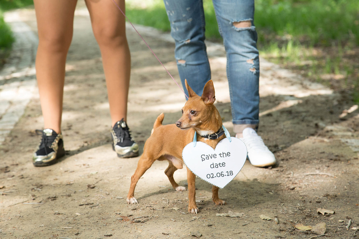 sessao fotográfica com animal de estimação